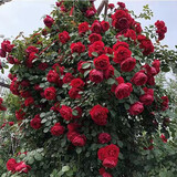 凝慧月季花苗大花浓香藤本爬藤月季花树苗庭院花园阳台攀援植物蔷薇花 红色龙沙宝石0.9-1.2米