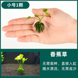 逸乐宠 鱼缸造景水草前景草爬地迷你矮珍珠牛毛天胡葵挖耳叉柱花水榕 香蕉草