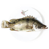 鲜活大桂鱼600-700g/条