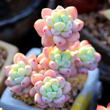 忆润蝶多肉植物带盆绿植花卉盆栽贵货老桩群生玉树玉露仙人掌肉肉 劳尔群5-6cm【带香味】