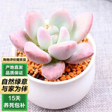 泰西丝多肉盆栽绿植肉肉花卉桌面盆栽 奥普琳娜+小米缸陶瓷盆 源头直发