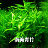 逸乐宠鱼缸水草活体鱼缸造景懒人水草套餐有茎类水榕前中后景水兰珍珠皇冠真水草水兰水族箱装饰小鱼缸造景 南美青竹10颗配陶瓷环