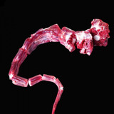 章大鲜 生鲜新鲜牛尾骨整根分切黄牛尾巴现宰黄牛肉过年送礼 品质黄牛尾2.1-2.3斤装