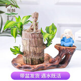 花翁幸运木盆栽绿植水培植物巴西木+雕木盆+格鲁特+小和尚源头直发