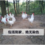芊姹【当天发货】正宗纯白无杂毛大公鸡活鸡白毛大公鸡药引子专用 半斤白公鸡1只（6只起发）