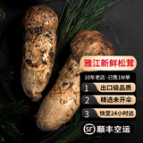 土地母亲计划 雅江松茸菌未开伞新鲜松茸鲜菌菇冷链空运现货快至24H达团购送礼 出口标准未开伞 9-13cm 500g