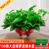 绿有意大叶绿萝盆栽壁挂除甲醛长藤绿萝水培绿箩爬墙垂吊兰植物净化空气 360红色大盆短藤吸水绿萝+肥