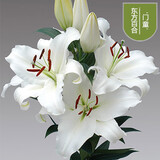 鑫意香水百合种球盆栽四季开花花卉种子种球百合花种球易养护花卉绿植 白色香水百合种球4个+肥料一包