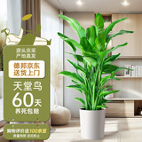 植男植女天堂鸟盆栽客厅室内好养大型绿植办公室乔迁开业鹤望兰源头直发