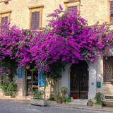 沁茗毓三角梅盆栽花苗植物室内外庭院阳台好养四季开花爬藤易成活花卉 塔紫 商家推荐-6年苗【花期带花发货】