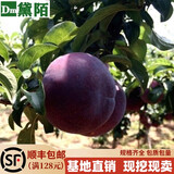 黛陌  嫁接李子苗 南北方种植 李子树苗 果树苗李子当年结果 黑布林李 3年苗好成活