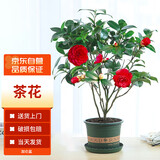 墨一茶花树苗盆栽浓香型四季庭院室内外耐寒花卉 茶花加仑盆源头直发