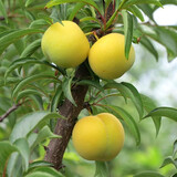 蜂糖李子树苗贵州六马嫁接李子苗青脆李脱骨李早熟脆红李苗南北方种植 6年苗结果多多