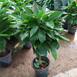 平安树盆栽中大型客厅摆放绿植观叶植物四季常青庭院植物 单株高约1米 不含盆