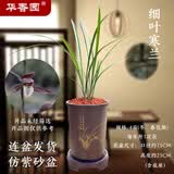 华香园兰花 细叶寒兰 浓幽香型不带花苞开盲盒室内外盆栽花卉耐阴绿植苗 细叶寒兰4苗带棕色直筒盆不带花