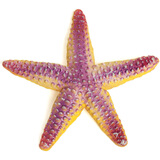 MECHILE海洋动物模型套装玩具仿真生物蓝鲸螃蟹海星海马海葵水母水獭龙虾 海星