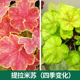 矾根植物盆栽大苗组合套餐室内耐寒四季庭院阳台观叶小苗花卉绿植 提拉米苏10CM 简易盆 含盆