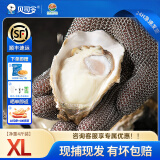 贝司令乳山生蚝鲜活牡蛎海鲜特产贝类露营烧烤食材 XL净重4斤16-22只