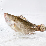 鲜活桂鱼400-500g