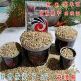 五谷空间5斤甘肃特产莜麦子莜麦米油麦子莜麦旱地莜麦甜胚子材料杂粮粗粮