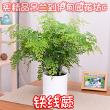 叹为观止18种吊兰任你选金边吊兰各种盆栽花卉客厅垂吊桌面植物净化空气 铁线蕨 含盆