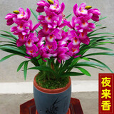 星雨香（XINGYUXIANG）基地清仓价 新店开张 蓝宝石 超香兰花  四季开花 养不死的好品种 夜来香 1苗新手试养 裸根发货