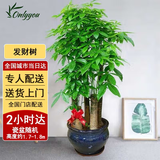 Only you【两小时达】发财树大型盆栽绿植花卉室内客厅办公室开业乔迁送礼 五杆发财树