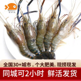喵和渔【活鲜】鲜活罗氏虾淡水虾沼泽虾大头虾大虾虾类活鲜活虾 活罗氏虾（2斤 20-30只）