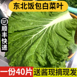 良知农哥【顺丰】东北新鲜白菜叶饭包大白菜叶子打包 新鲜蔬菜 40片菜叶+酱 陆运