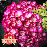 欧悟绣球花苗盆栽四季开花室内植物绿植花卉庭院地栽阳台无尽夏树苗 9红颜原土2-4个分叉 原土带叶