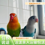 元族活体虎皮鹦鹉笼养牡丹玄凤活鸟学说话手养小太阳鹦鹉和尚鹦鹉宠物 蓝黑头爱情鸟（公母一对）