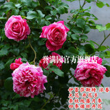 誉满园蔷薇花苗藤本月季大花庭院花园爬墙攀援爬藤植物阳台玫瑰花卉盆栽 伊蕾莎斯特 大苗1-1.3米高 不含盆