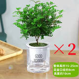绿有意正宗清香胡椒木盆栽花卉室内外驱蚊草植物树苗老桩盆景九里香绿植 【2盆】3年苗清香驱蚊 含盆