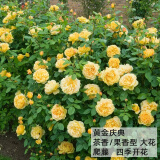 沫澄3颗 耐寒蔷薇花苗爬藤四季开花室内盆栽室外藤本月季花卉易活植物 07黄金盛典 精品花苗 不含盆