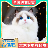 【纯种】布偶猫仙女猫海双蓝双山双长毛猫蓝眼睛小猫咪幼崽猫活体 宠物级 【更多幼猫】联系客服挑选 公