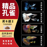 疯狂水草孔雀鱼活体水族宠物观赏鱼冷水耐活小型热带鱼淡水鱼苗 【3CM左右】精品孔雀鱼C 共8条