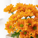 京东鲜花 小菊/小雏菊 随机色 5枝