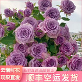 昆明基地鲜花批发 玫瑰百合鲜花  三八女神节送女友妈妈同城配送 【sf空配】紫玫瑰20枝+可利鲜1