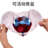 蓝蝶可活动骨盆模型骶骨髋骨女性盆骨动态教学仿真1比1可弯曲人体骨骼解剖盆底肌肉脊柱骶髂教学骨架 可活动-盆底肌