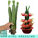 花翁火龙果树果苗盆栽南北方种植 【软枝大红】3棵装30厘米高源头直发