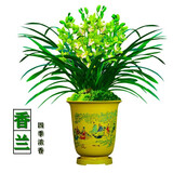 玫绚爆盆15苗 高质量 世界超香兰花 四季开花 防蚊 净化空气 香兰 15苗连体 带黑色软带盆土