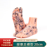 珞亚山川20厘米刻字款足底反射区模型脚底按摩点穴足部经络穴位图脚模形足疗教学模型 20厘米足部反射区模型