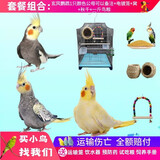 冰海精灵 鸟活体虎皮鹦鹉活物鸟手玩鸟学舌牡丹鸟宠物鸟玄风鹦鹉小鸟活体 玄凤鸟1只颜色备注+电镀笼+粮1斤