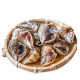鲜活海螺100-125g/只