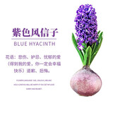 御春阁风信子种球水培套装室内阳台桌面四季水养花卉土培盆栽植物好养的 紫色单球+肥料