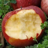 格沃斯（GEWOSI）陕西老树秦冠粉苹果香甜软糯宝宝老人刮泥吃新鲜水果 净重4.8斤中果【实惠装】 粉面沙甜