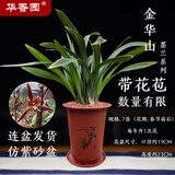 华香园绿植花卉兰花苗浓香墨兰【金华山】办公室内盆栽盆景耐阴植物多肉 金华山7苗带盆(红色盆)带花苞