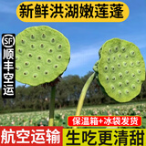 良知农哥【顺丰】现摘莲蓬 莲子莲蓬生吃嫩莲子鲜甜新鲜水果 洪湖嫩莲蓬3斤 顺丰空运丨精品