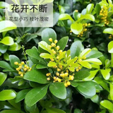 急兔米兰花植物四季花卉室内外耐寒绿植桌面盆栽/米兰原盆土源头直发