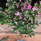 桃金娘树苗野生捻子树观花老桩大树当年结果带土带叶发货南方种植 桃金娘两年苗 70cm(含)-79cm(含)